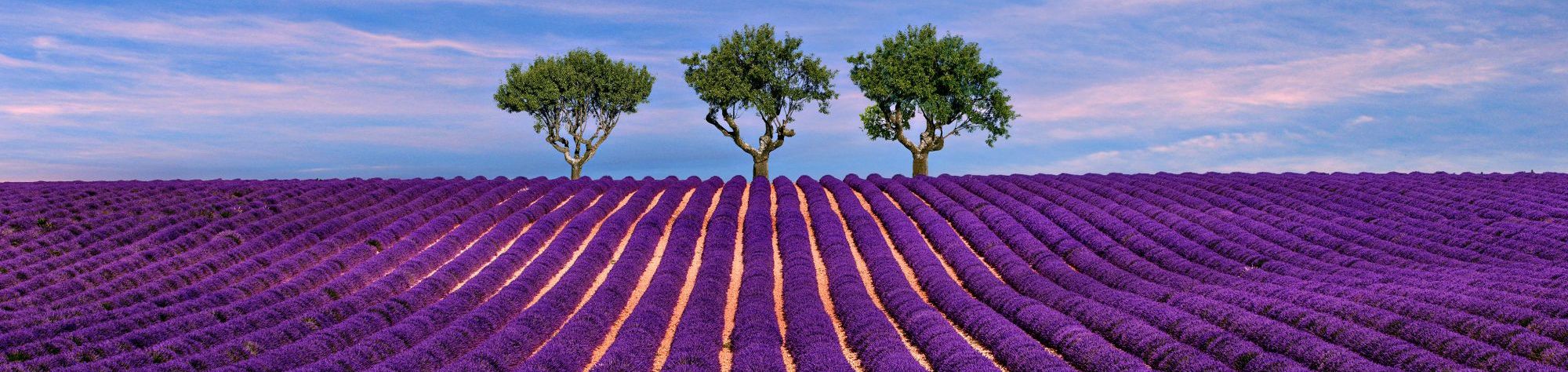 Lavendelfeld in Südfrankreich im Hintergrund zentriert drei Bäume. Sommerliche Nachmittagsstimmung