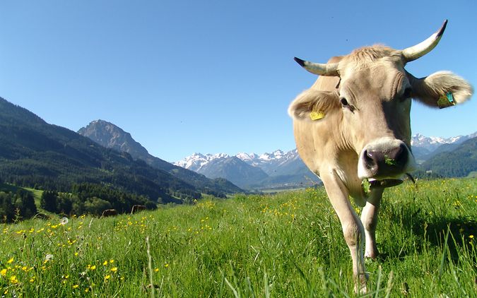 Links im Hintergrund die Alpen. Davor eine grüne Wiese und rechts im Vordergrund eine charismatische Kuh.