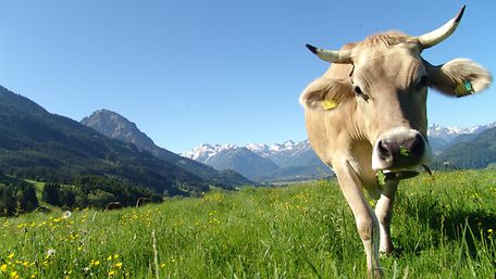 Links im Hintergrund die Alpen. Davor eine grüne Wiese und rechts im Vordergrund eine charismatische Kuh.