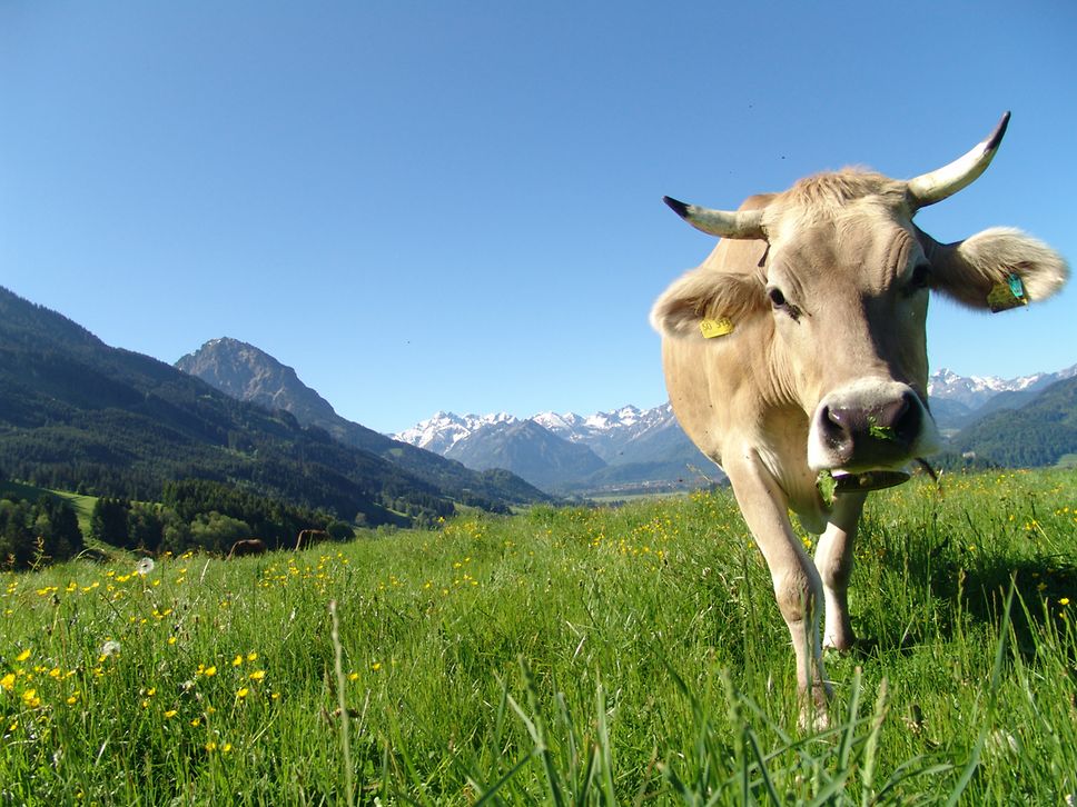 Links im Hintergrund die Alpen. Davor eine grüne Wiese und rechts im Vordergrund eine charismatische Kuh.